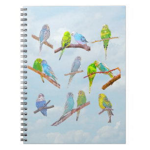 Lots of colourful parakeets - cute little birds notebook