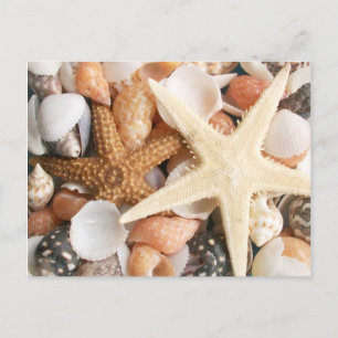 Lots of Colourful Seashells Postcard