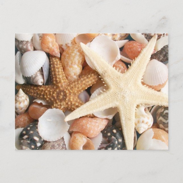 Lots of Colourful Seashells Postcard (Front)