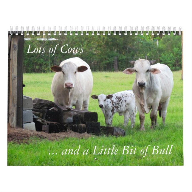Lots of Cows and a Little Bit of Bull Calendar (Cover)
