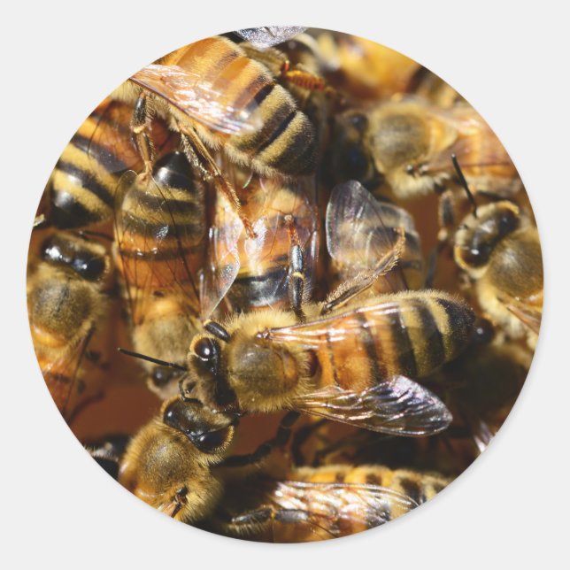 Lots of Honey Bees Classic Round Sticker (Front)