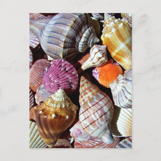 Lots of Seashells by the Sea- Nautical Print Postcard (Front)