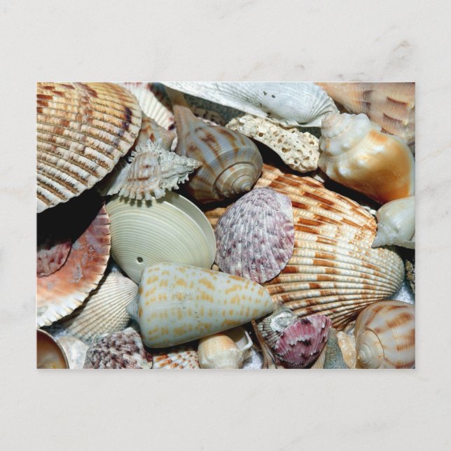 Lots of Seashells Postcard (Front)