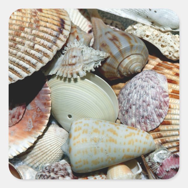 Lots of Seashells Square Sticker (Front)