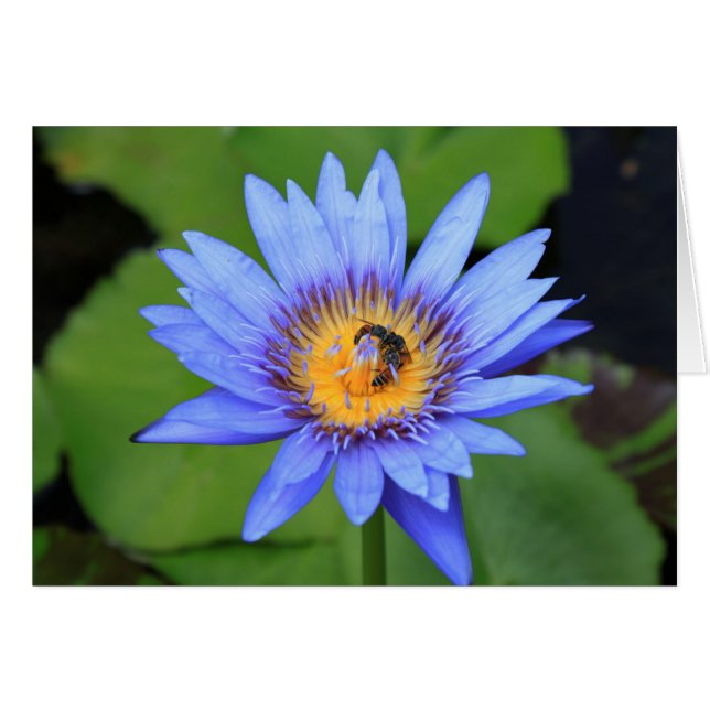 Lotus (Devant horizontal)