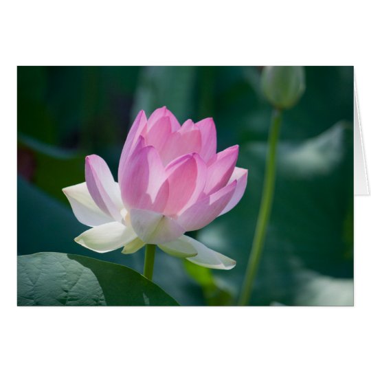 Lotus #2444 card