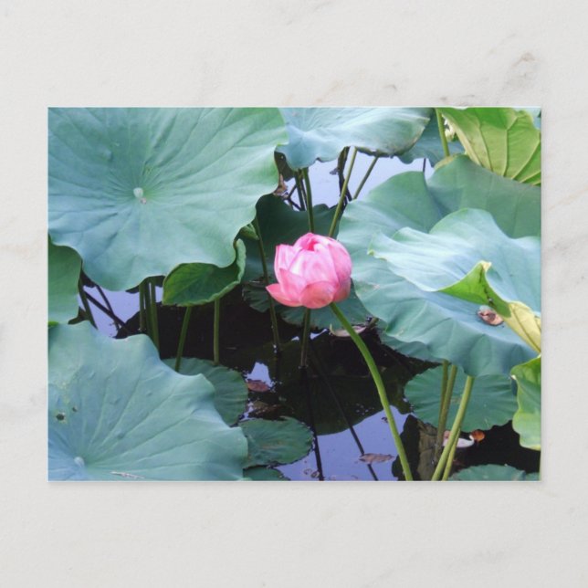 Lotus about to bloom postcard (Front)