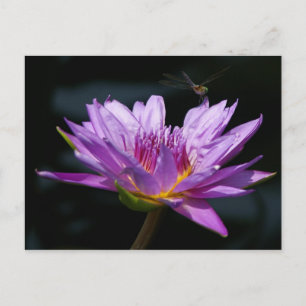 Lotus and Dragonfly Postcard