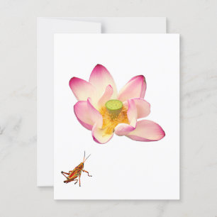Lotus and Grasshopper Postcard