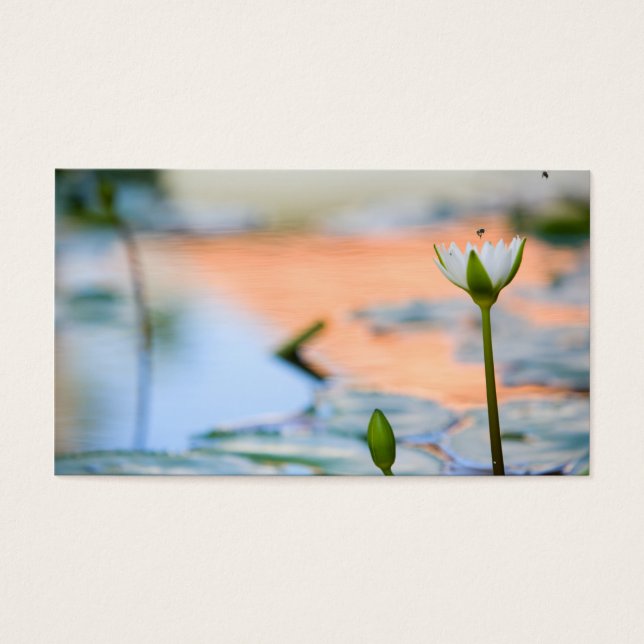 Lotus blanc (Devant)