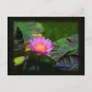 Lotus Bloom Postcard