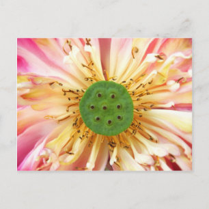 Lotus Bloom Postcard