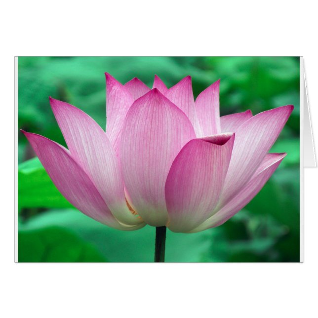 lotus blossom (Front Horizontal)
