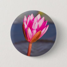 Lotus blossom