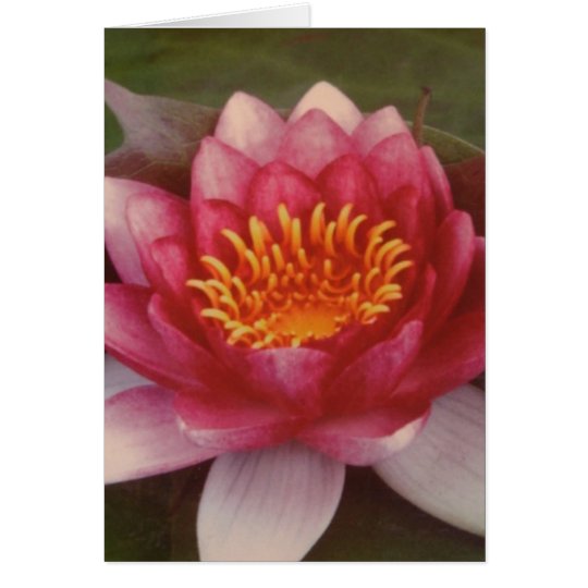 Lotus Blossom - By Logan Guinn Card