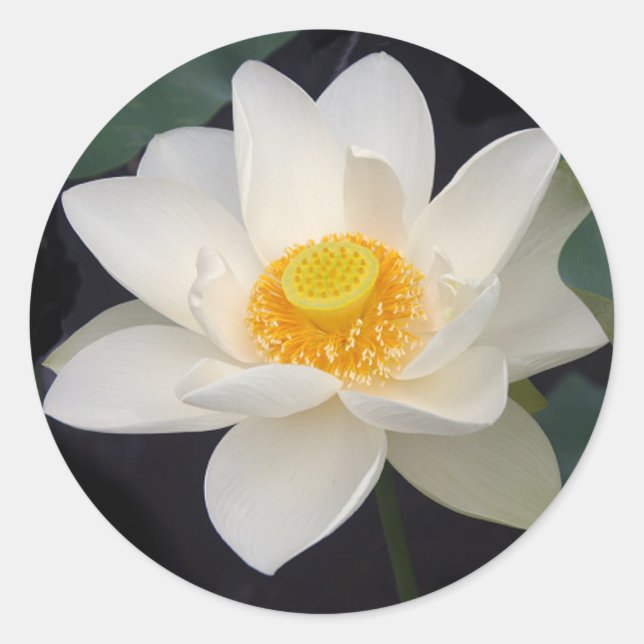 Lotus Blossom Classic Round Sticker (Front)