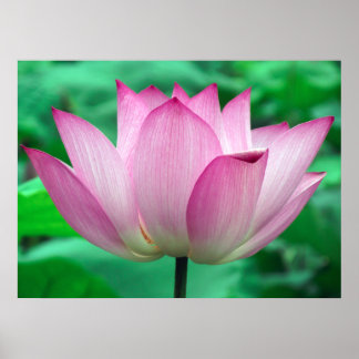 Lotus Blossom Poster