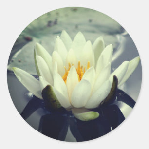 Lotus Blossom Water Lily Flower Classic Round Sticker