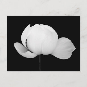 Lotus Bud  Postcard