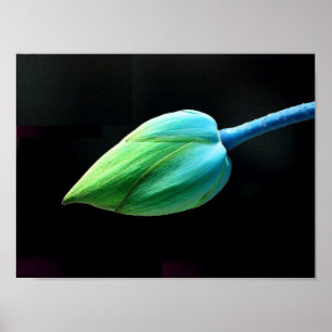 Lotus Bud Poster