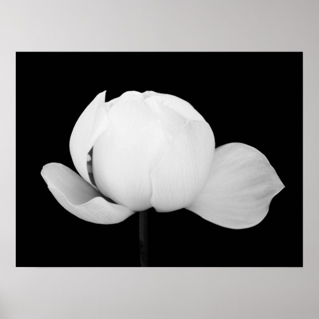 Lotus Bud Poster (Front)
