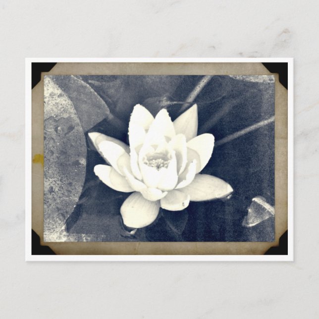 LOTUS CARTE POSTALE PHOTOGRAPHIQUE VINTAGE (Devant)