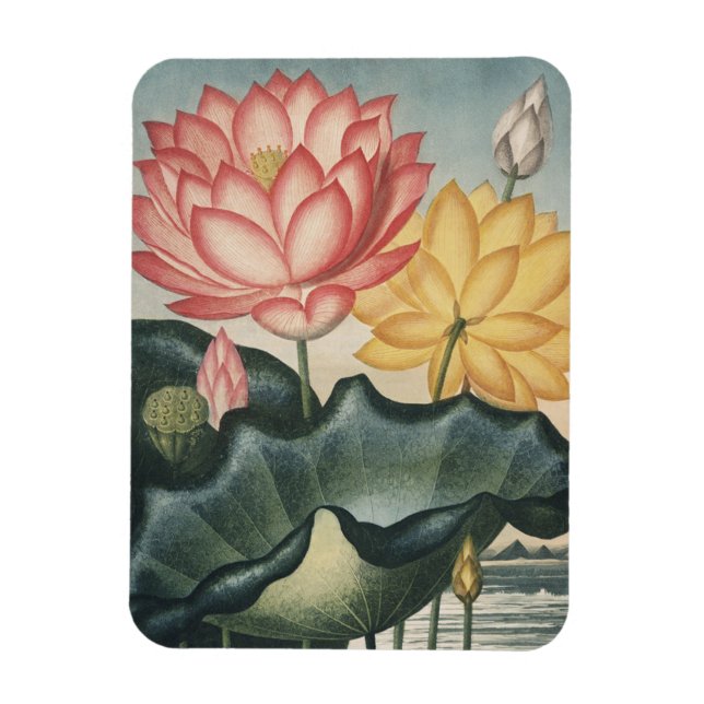 Lotus Fine Art Magnet (Vertical)