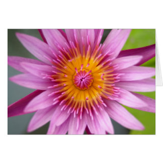 lotus  flower