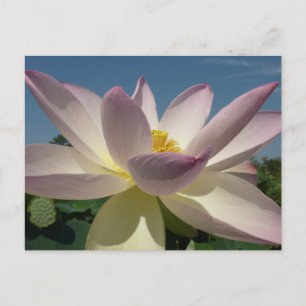 Lotus Flower and Blue Sky I Postcard