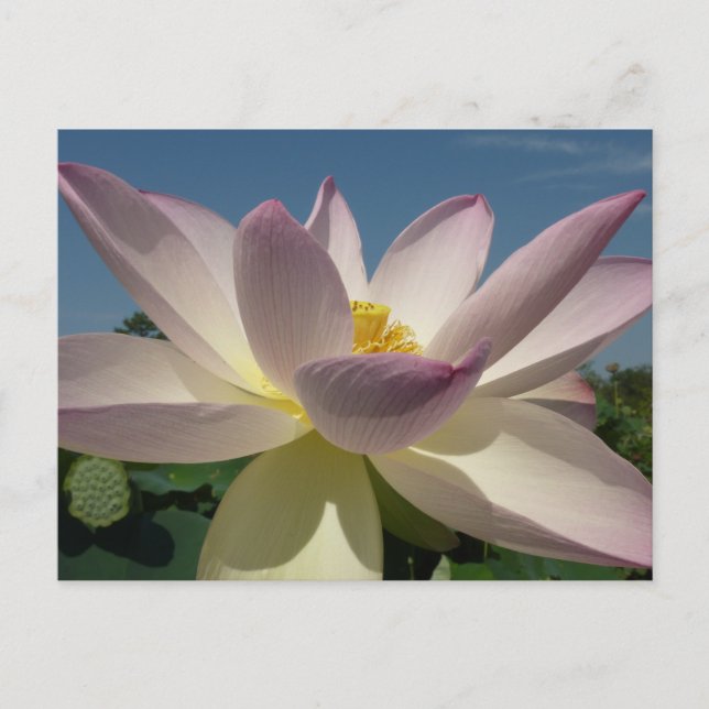 Lotus Flower and Blue Sky I Postcard (Front)