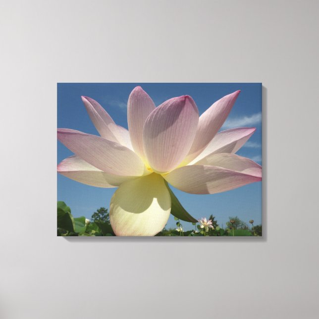 Lotus Flower and Blue Sky II Canvas Print (Front)