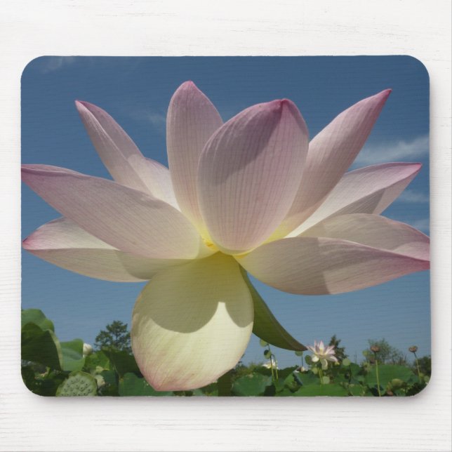 Lotus Flower and Blue Sky II Mouse Pad (Front)