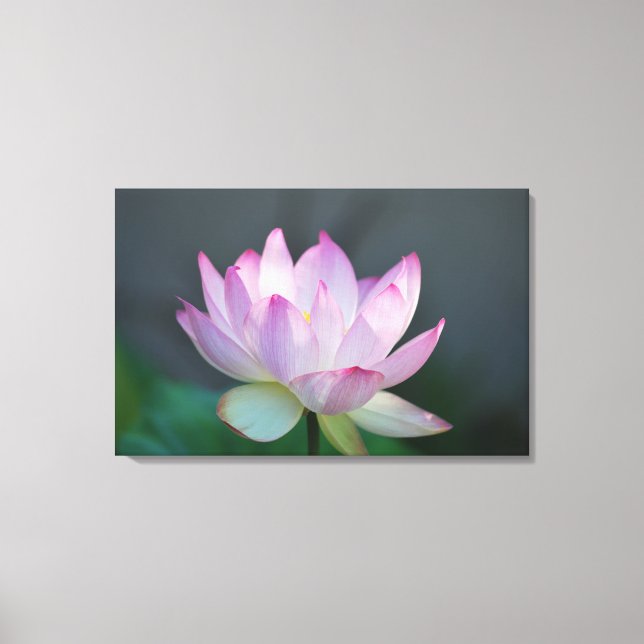 Lotus flower and its meaning canvas print (Front)