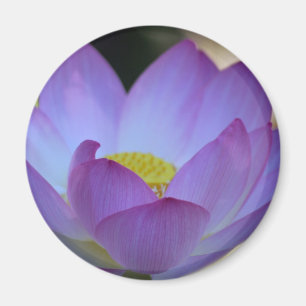 Lotus flower and its meaning magnet