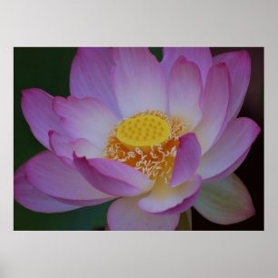 Lotus flower and its meaning poster