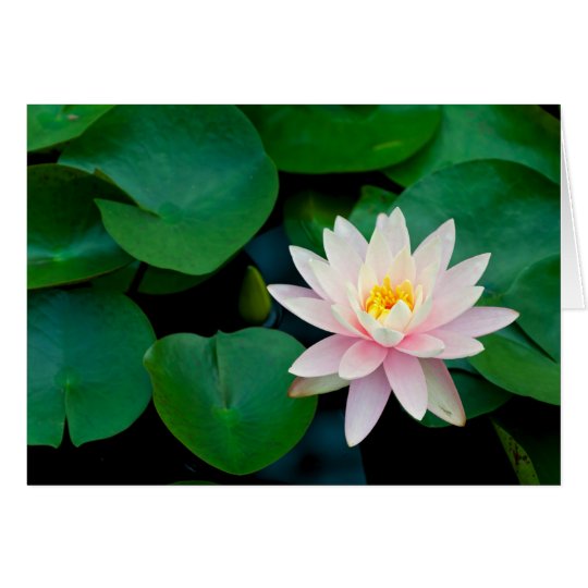 Lotus Flower and Lily Pads Card