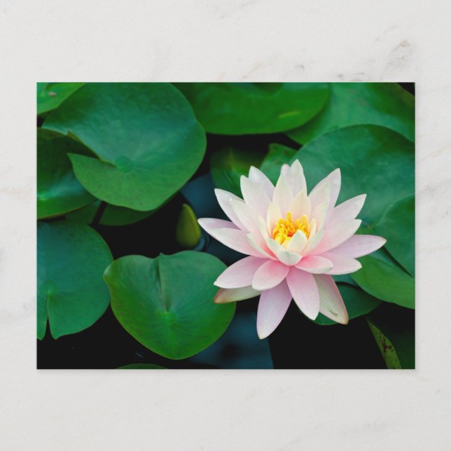 Lotus Flower and Lily Pads Postcard (Front)