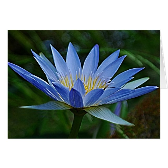 Lotus flower and meaning (Front Horizontal)