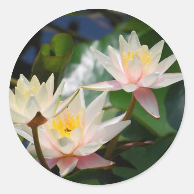 Lotus flower and meaning classic round sticker (Front)