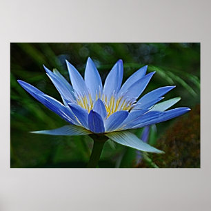 Lotus flower and meaning poster