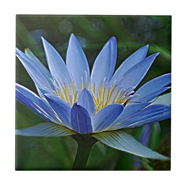 Lotus flower and meaning tile (Front)