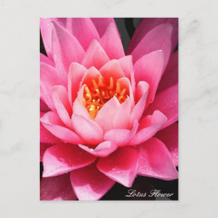Lotus Flower Blossom, flowers of Asia Postcard