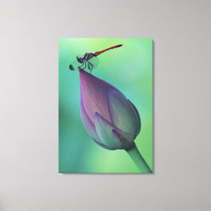 Lotus flower bud and a dragonfly canvas print
