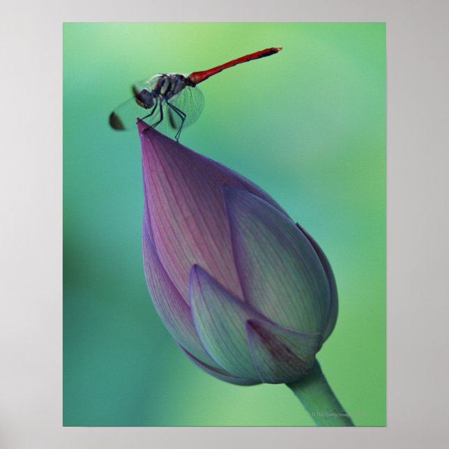 Lotus flower bud and a dragonfly poster (Front)