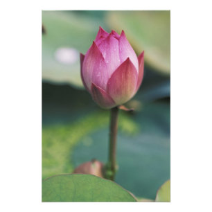 Lotus flower bud, Hangzhou, Zhejiang Province, Photo Print