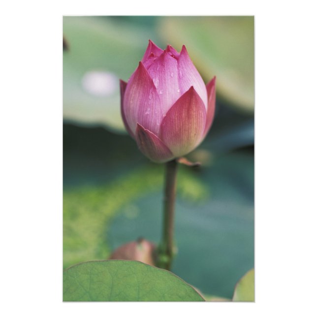 Lotus flower bud, Hangzhou, Zhejiang Province, Photo Print (Front)