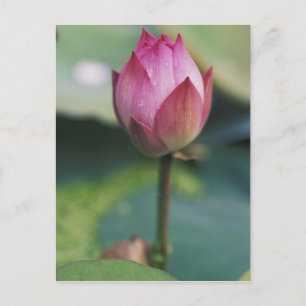 Lotus flower bud, Hangzhou, Zhejiang Province, Postcard