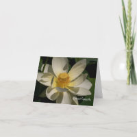 Lotus  Flower, Deepest Sympathy