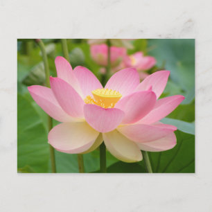 Lotus Flower in Bloom (Nelumbo nucifera) Postcard