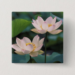Lotus flower in blossom, China 2 Inch Square Button
